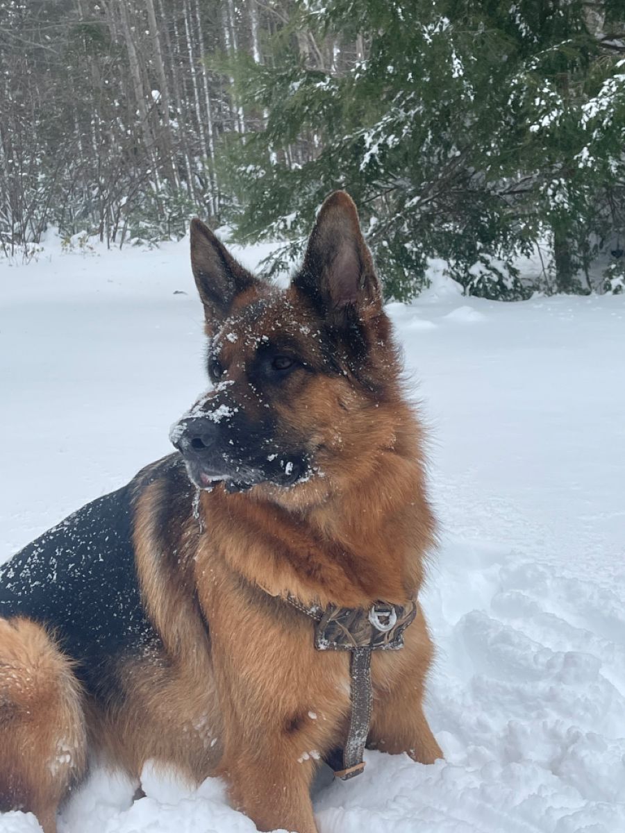 dog